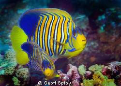 1 big one, 1 small one. A pair of my favourite angelfish ... by Geoff Spiby 